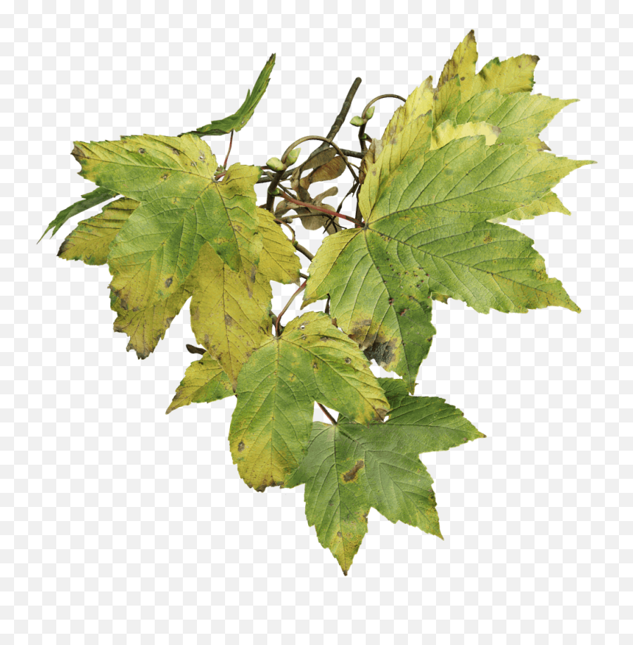 Sycamore Maple Fall - The Grove Sycamore Maple Tree Png,Red Maple Leaf Icon