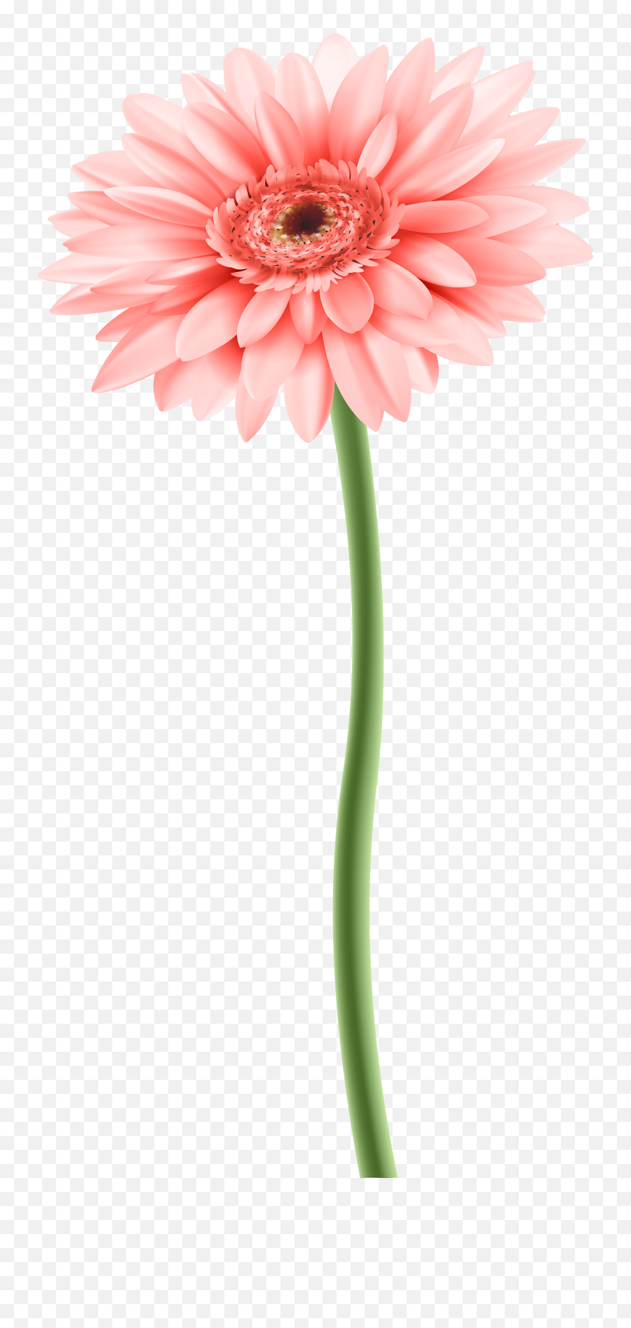 Download Flower With Stem Png Image - Flower With Stem Png,Flower Stem Png