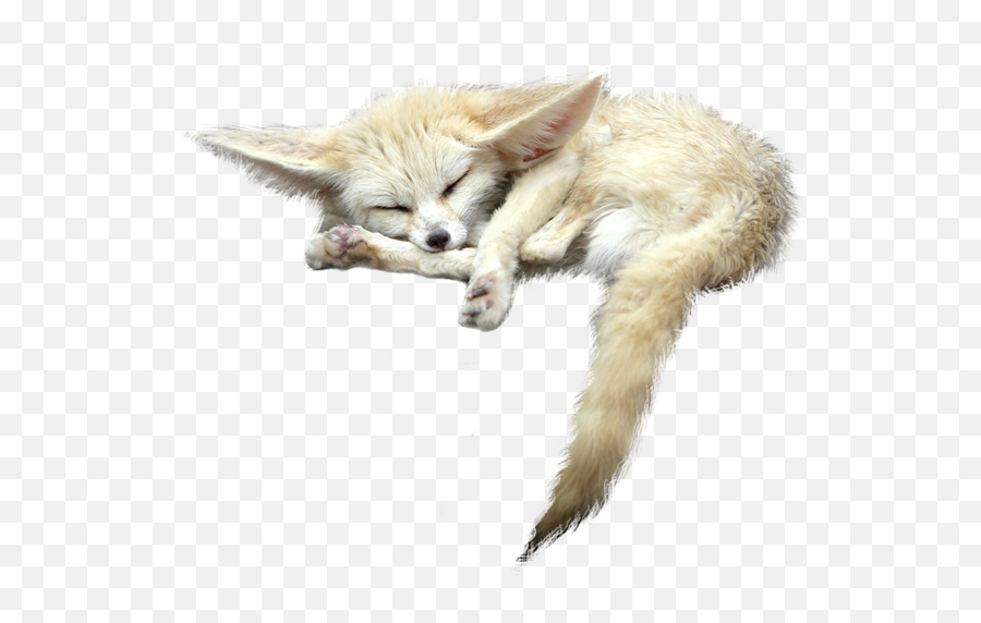 Sleeping Fox Animals White Png Transparent Image Free 9 - Fennec Fox Transparent Background,Fox Png
