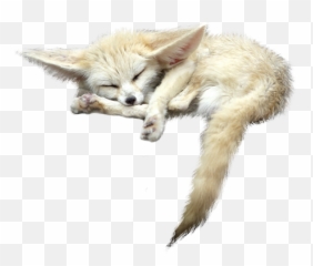 Sleeping Fox Animals White Png Transparent Image Free 9 - Fennec Fox Transparent Background,Fox Png