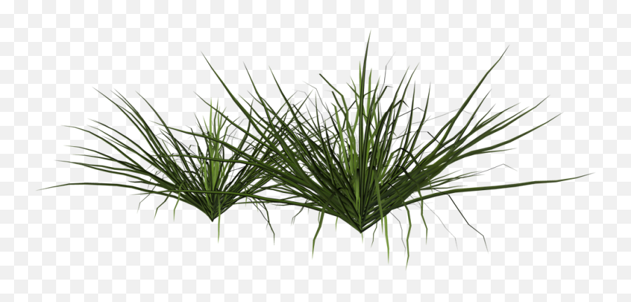Ornamental Grass Png - Psd Grass,Ornamental Grass Png