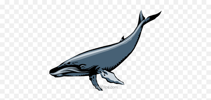 Humpback Whales Royalty Free Vector Clip Art Illustration - Cetacean By Peter Reading Png,Humpback Whale Png