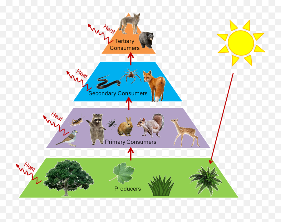 Trophic Levels And Ecological Pyramids - Online Science Notes Forest Food Chain Png,Food Pyramid Png