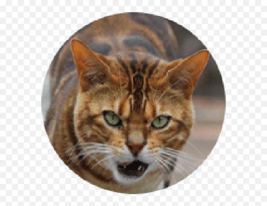 Domestic Short - Domestic Cat Png,Tiger Head Png
