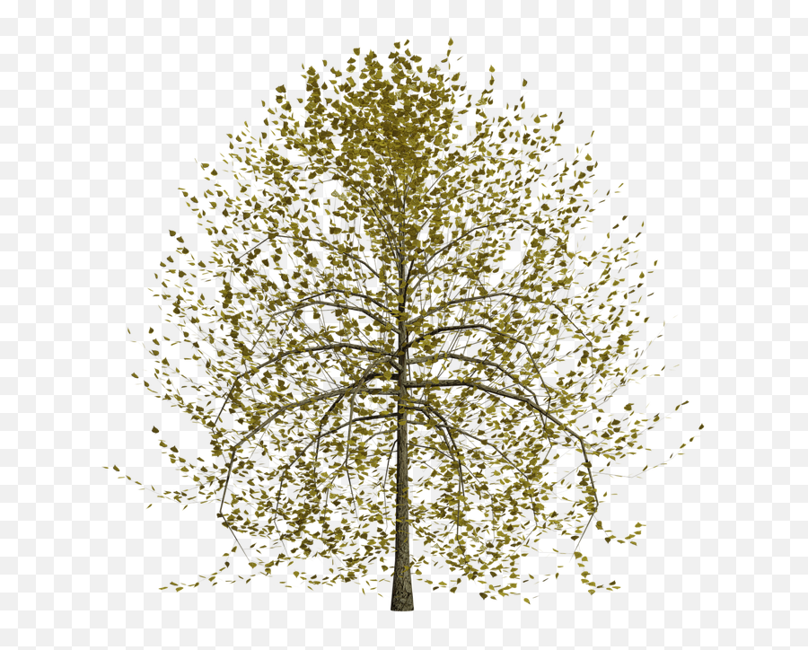 Nature Tree Transparent - Nature Transparent Background Png,Tree With Transparent Background
