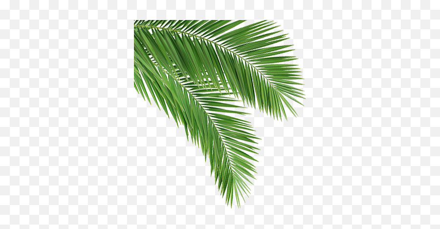 Download Coconut Leaf Png - Coconut Tree Leaves Png Full Coconut Leaf Png Hd,Tree Leaves Png