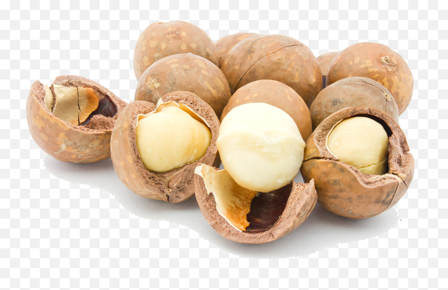 Download Hd Macadamia Nuts Png Picture - Macadamia Nuts Png,Nuts Png