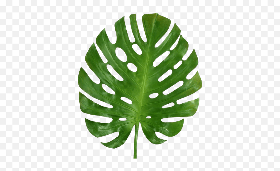 Modern And Tropical Statement Leaves - Leave Vector Download Free Png,Monstera Leaf Png