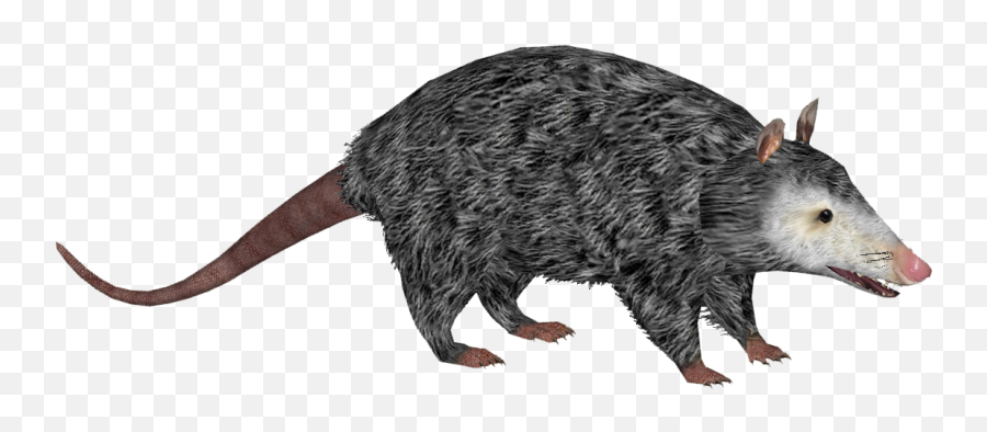 Virginia Opossum - Common Opossum Png,Opossum Png