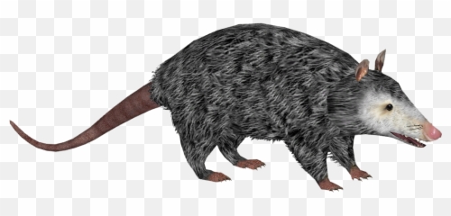Virginia Opossum - Common Opossum Png,Opossum Png