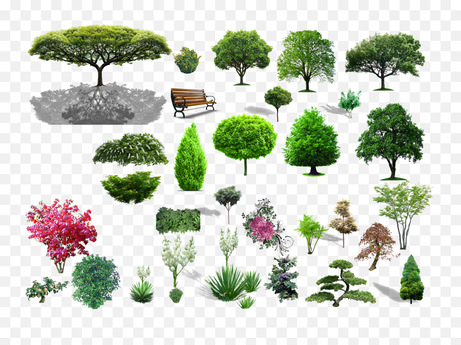 Download Shrub Png Transparent