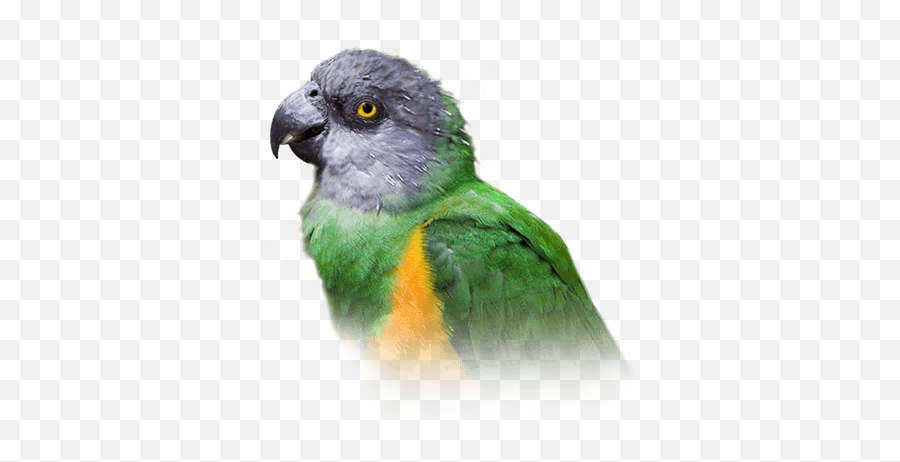 Senegal Parrot Personality Food U0026 Care U2013 Pet Birds By - Budgie Png,Parrot Transparent