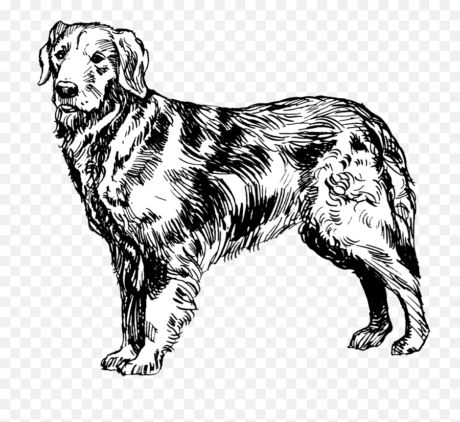 Golden Retriever - Golden Retriever Icon Png,Golden Retriever Png