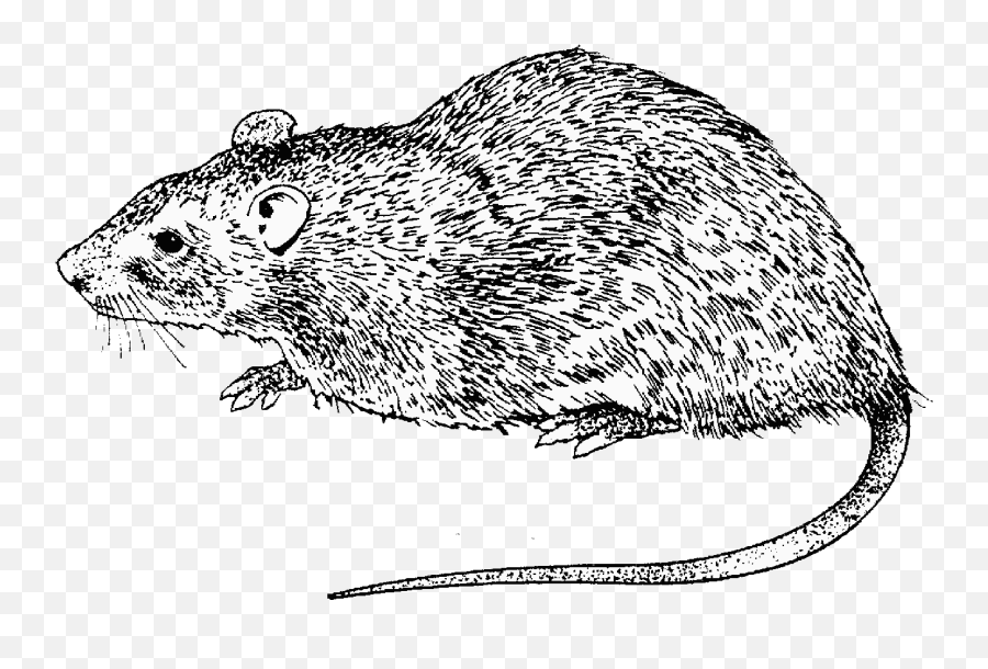 Rat Clipart Drawing Transparent Free For - Rat Drawing Black And White Png,Rat Transparent