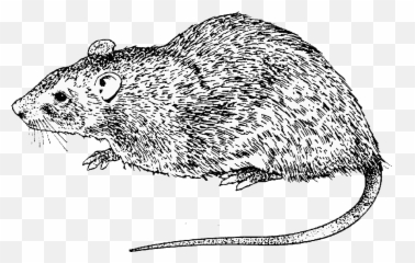 Rat Clipart Drawing Transparent Free For - Rat Drawing Black And White Png,Rat Transparent