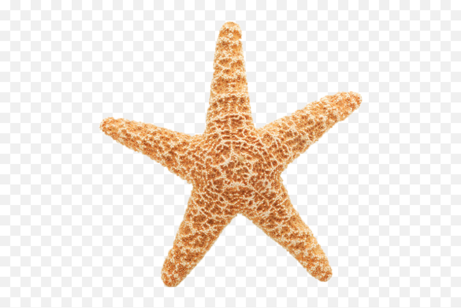 Starfish Clipart Hd Png Download - Starfish Gif Transparent Background,Starfish Clipart Transparent Background