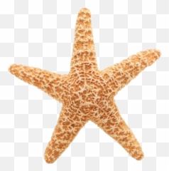 Starfish Clipart Hd Png Download - Starfish Gif Transparent Background,Starfish Clipart Transparent Background