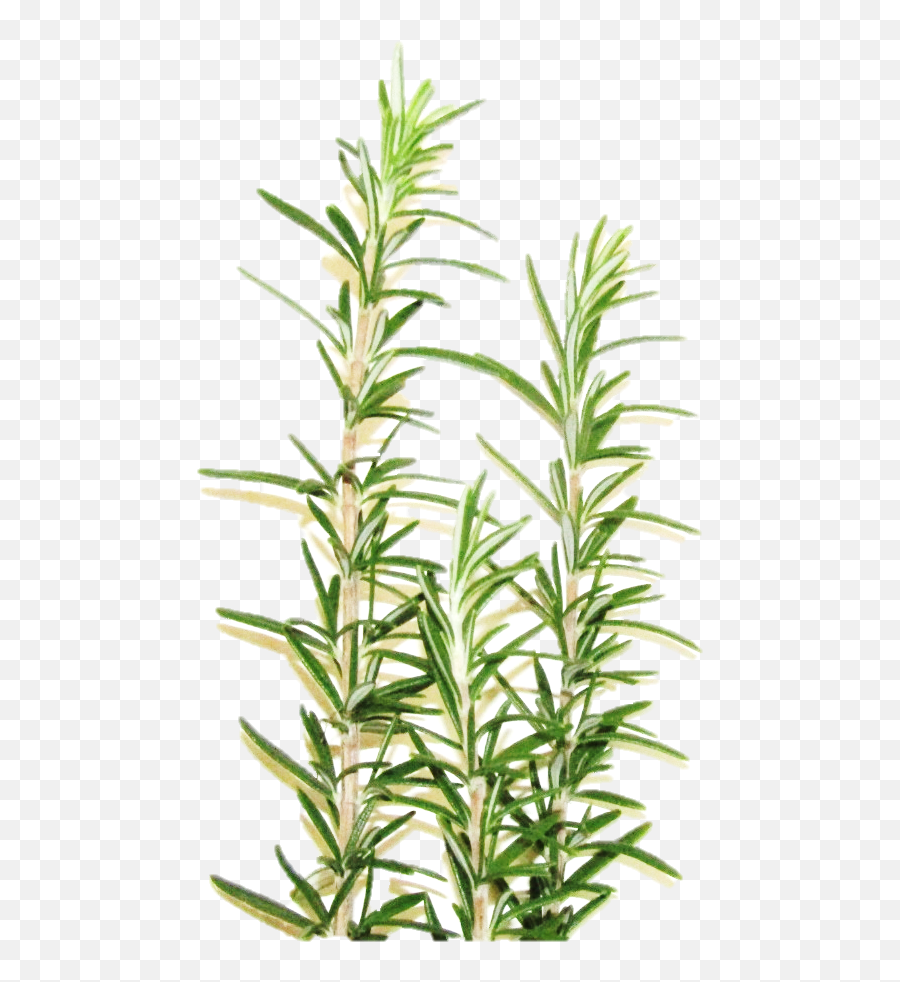 Cropped - Vertical Png,Rosemary Png