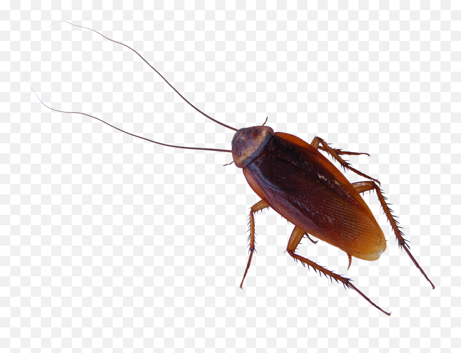 Roach Png Images Free Download - Transparent Cockroach Png,Cockroach Png