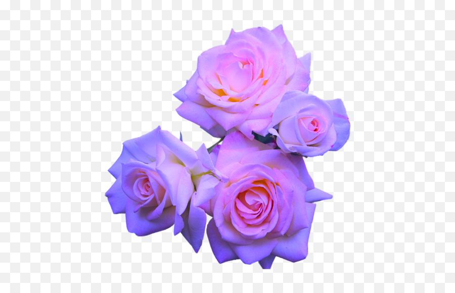 Transparent Flowers Purple Roses - Aesthetic Flowers Transparent Png,Purple Flowers Png