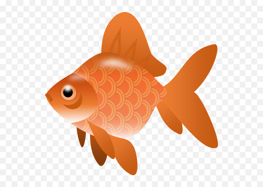 Goldfish Png - Alameda Chabuca Granda,Goldfish Transparent