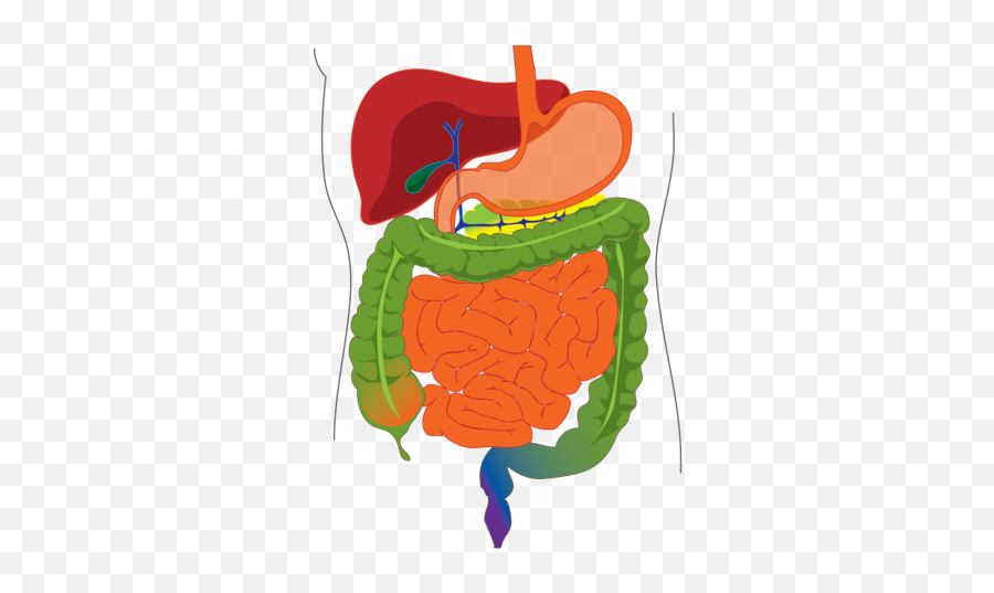Digestive System Diagram Png Image - Bile In Human Digestive System,Digestive System Png