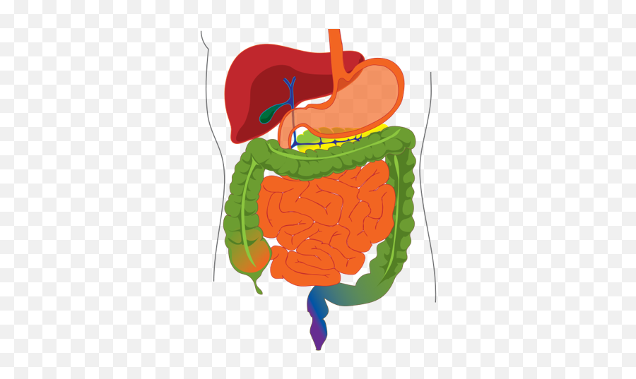 Digestive organs