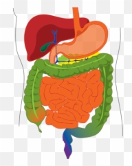 Digestive System Diagram Png Image - Bile In Human Digestive System,Digestive System Png