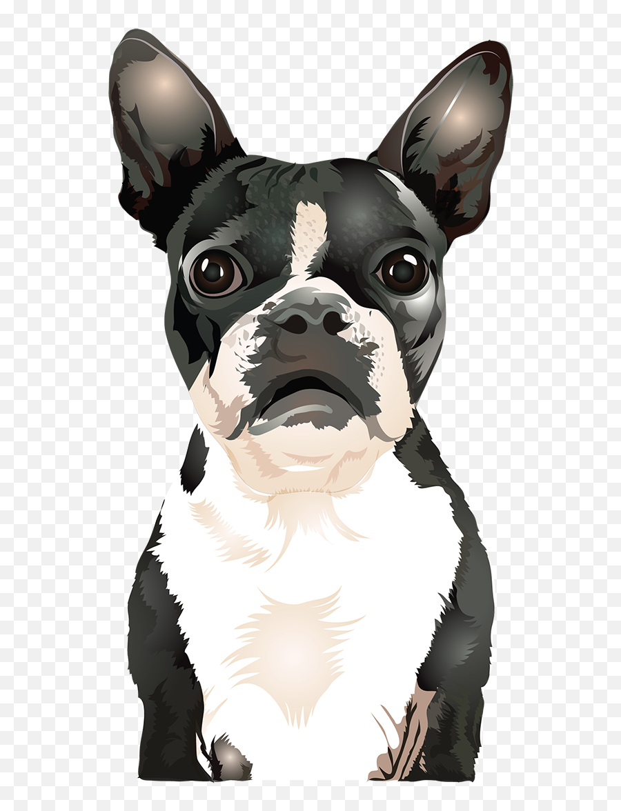 Tshirt - Collar Png,Boston Terrier Png