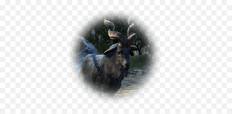 Drieghan Male Goat - Bdo Codex Bdo Drieghan Male Goat Png,Feral Icon