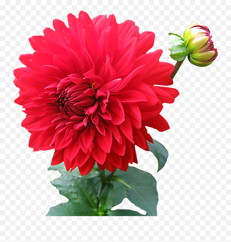 Png Flower Real 4 Image - Flower Images Hd Png,Real Rose Png