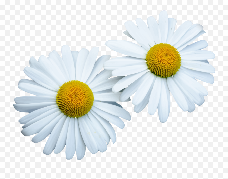 Download Hd Common Daisy Computer Icons - Lovely Png,Daisy Icon