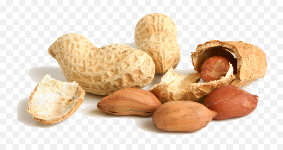 Free Peanut Png Transparent Images - Peanut Png,Peanut Transparent