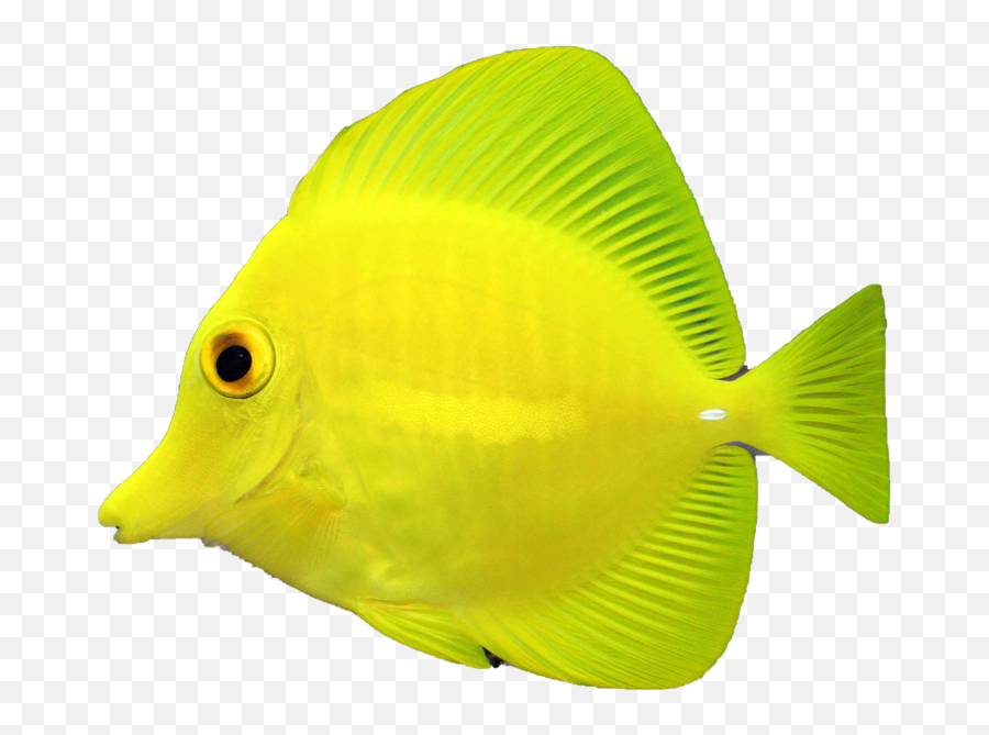 Fish Png Transparent Image - Freepngdesigncom Transparent Background Animated Fish Gif,Koi Fish Icon