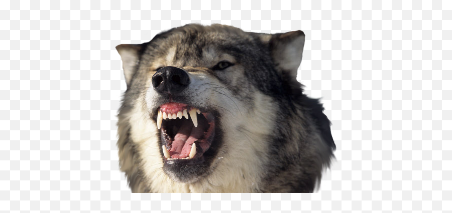 Snarling Dog Clipart Png U2013 Uma36info Howling Wolf