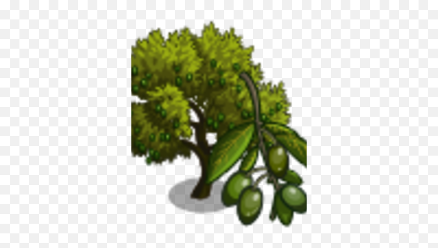 Lucques Olive Tree Farmville Wiki Fandom - Picholine Olive Tree Farmville Png,Olive Tree Png