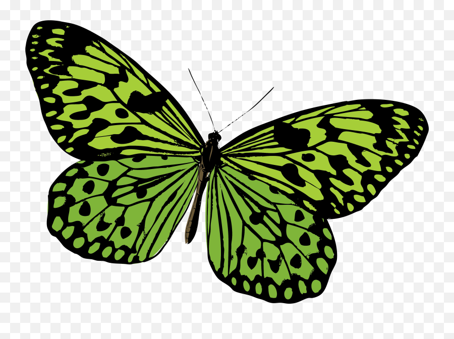 Download Hd Monarch Butterfly Pieridae Moth - Butterfly Butterfly Vector Green Transparent Png,Monarch Butterfly Png
