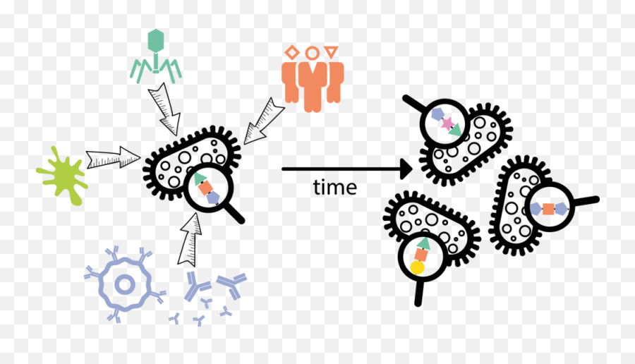 Mostowy Lab - Illustration Png,Bacteria Transparent Background