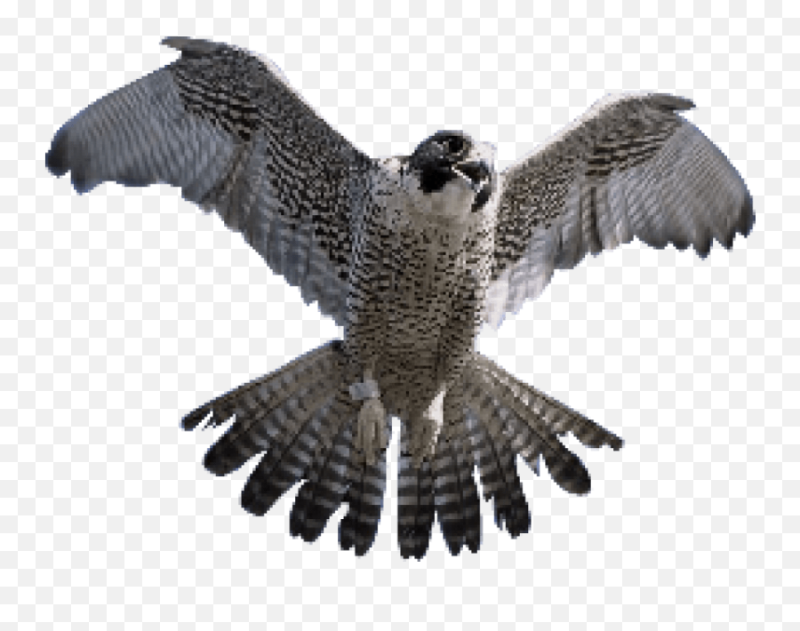 Falcon Png Transparent Images - Peregrine Falcon,Falcon Png