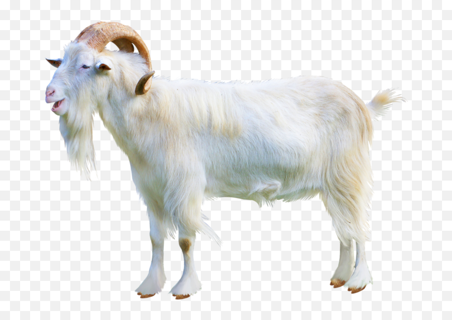 Goat Download Transparent Png Image - Goat Transparent Png,Goat Transparent Background