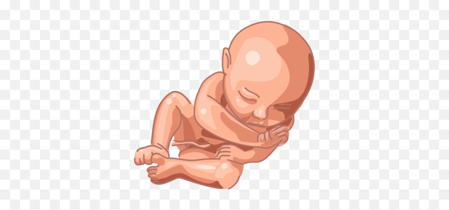 Prenatal Development - Fetal Development Png Hd,Fetus Png