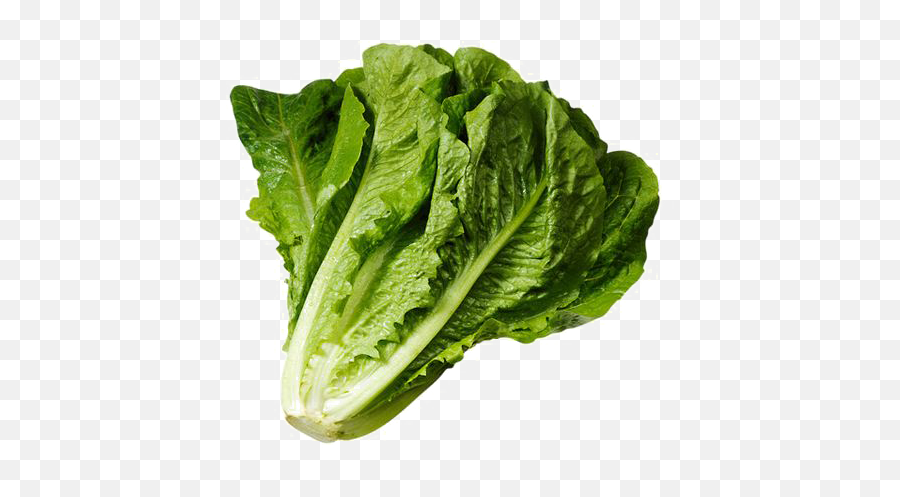 Clipart Spinach - Lettuce Png,Spinach Png