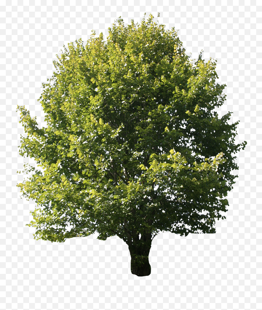 Beech - High Quality Ash Tree Png,Tree Cutout Png