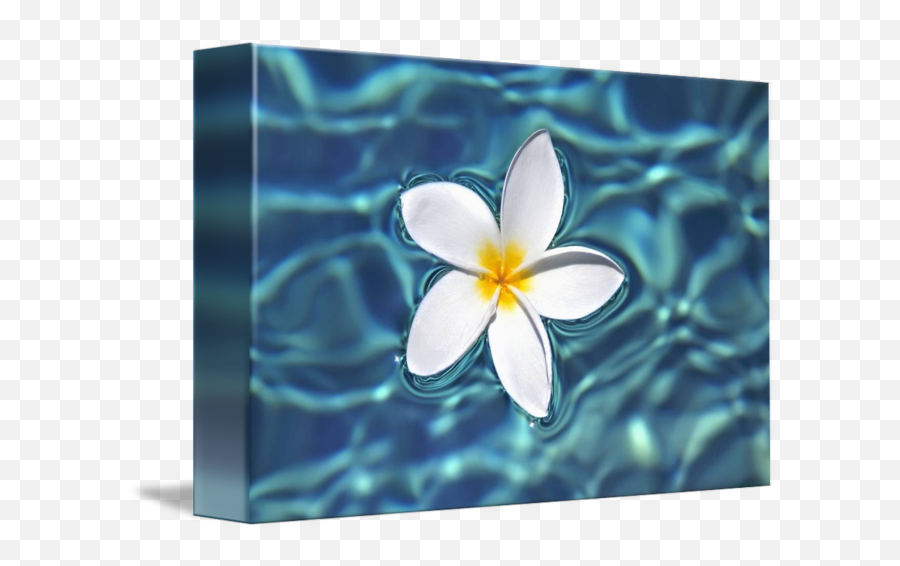 Plumeria Flower Floating In Clear Blue - Acrylic Paintings Of Plumerias Png,Plumeria Flower Png