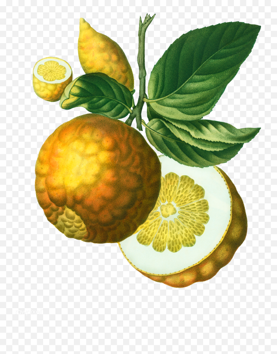 Vintage Lemon - Pomum Adami Png,Lemon Png