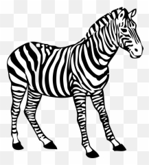 Zebra Clipart Black And White - Coloring Picture Of Zebra Colouring Picture Of Zebra Png,Zebra Png