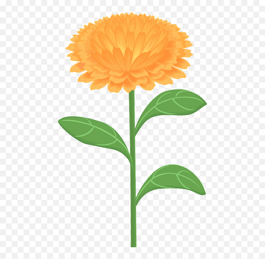 Calendula Officinalis Flower Clipart Free Download Png Marigold
