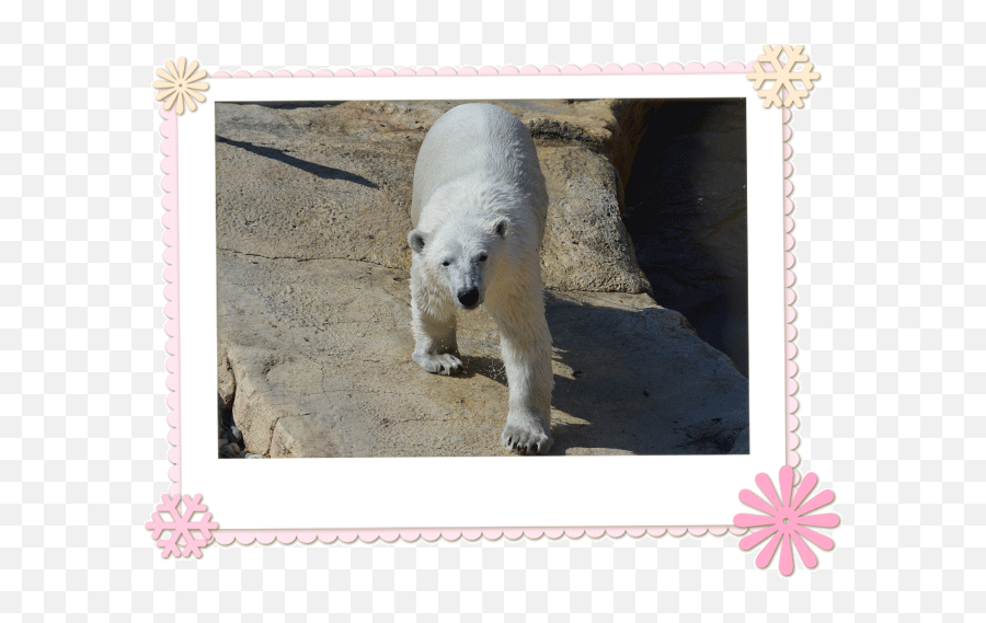Bear Ears Png - Polar Bear Cub Juno Picture Frame Picture Frame,Polar Bear Transparent Background