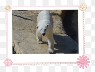 Bear Ears Png - Polar Bear Cub Juno Picture Frame