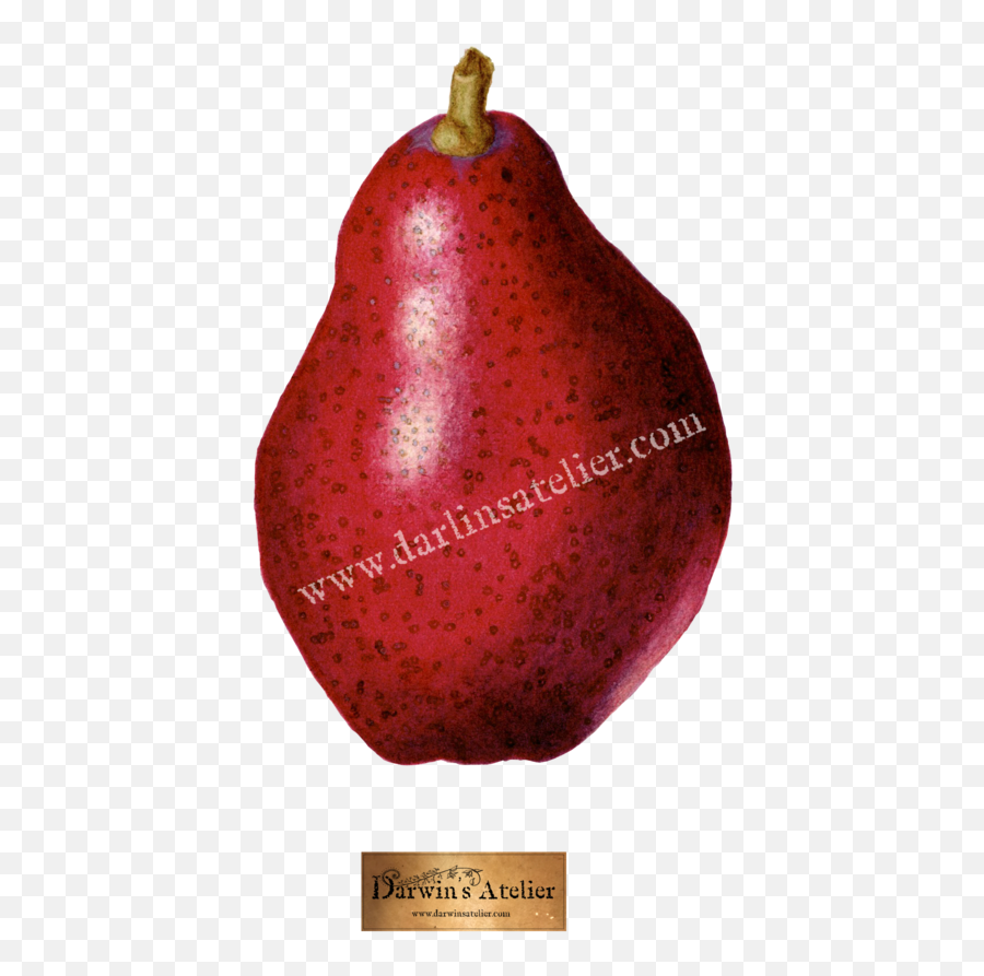 Pyrus Communis Red Pear Watercolor U2014 Darwinu0027s Atelier - Pomegranate Png,Watercolor Logo